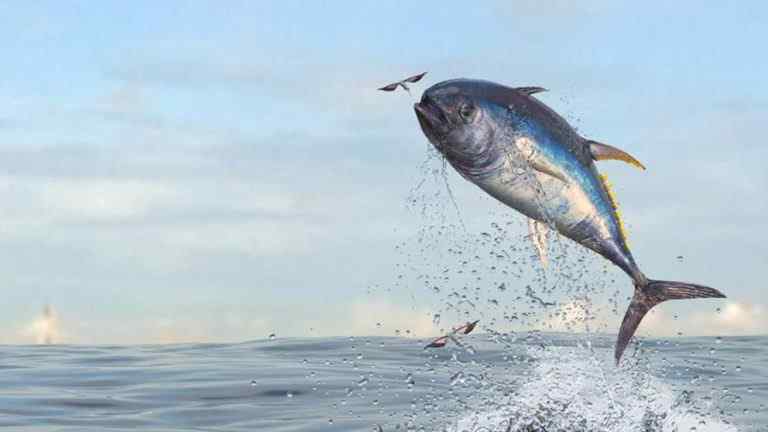 día mundial del atún